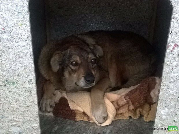 Projeto instala casinhas nas ruas para animais abandonados em Lages, SC