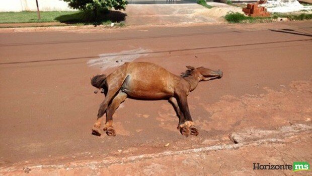 Égua morre enquanto puxava carroça e cuidador abandona na rua em Dourados