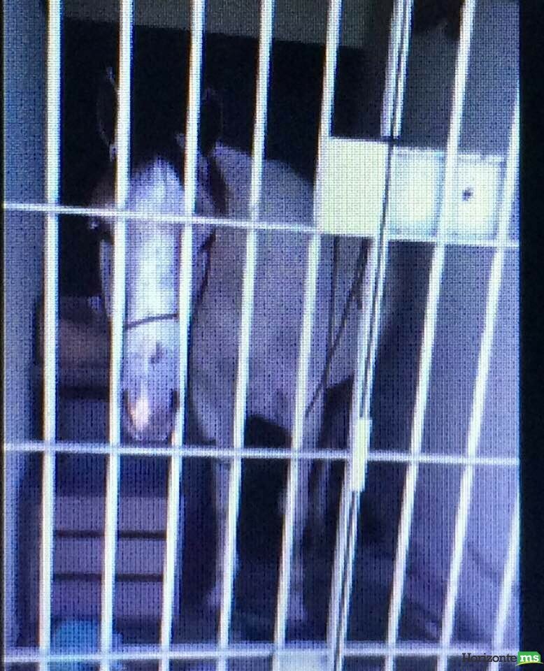 Cavalo é preso e passa a noite em delegacia de Sergipe